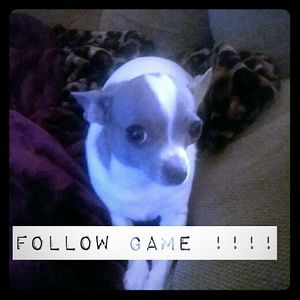FOLLOW GAME !!! Want more Followers ??? 🐶🐶🐶